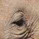 Illustration for article titled Out of Africa. Elephants
